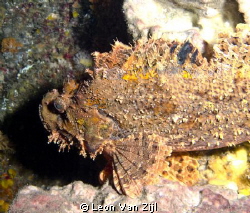 Stonefish - A very good reason not to go touching the ree... by Leon Van Zijl 